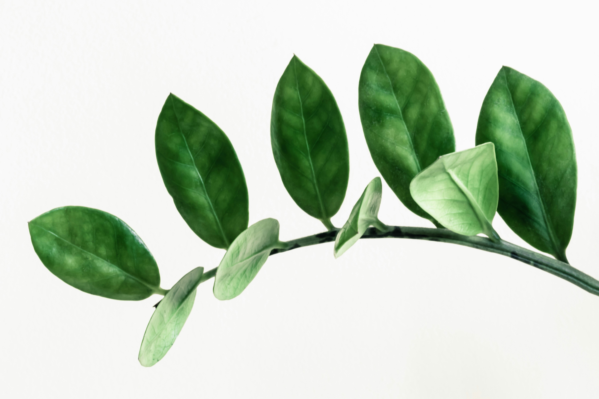 Glücksfeder Zimmerpflanze Glücksfeder als perfekte Zimmerpflanze