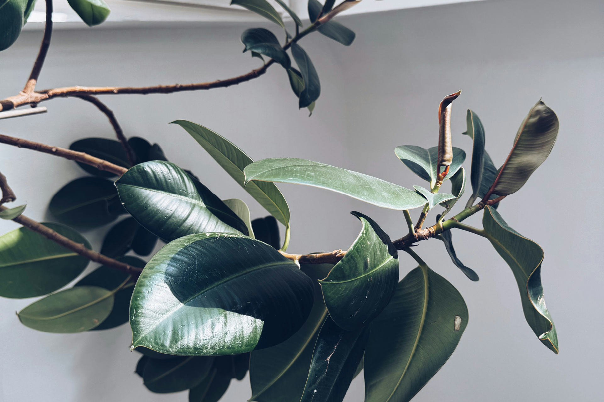 Gummibaum Gummibaum im Sonnenlicht