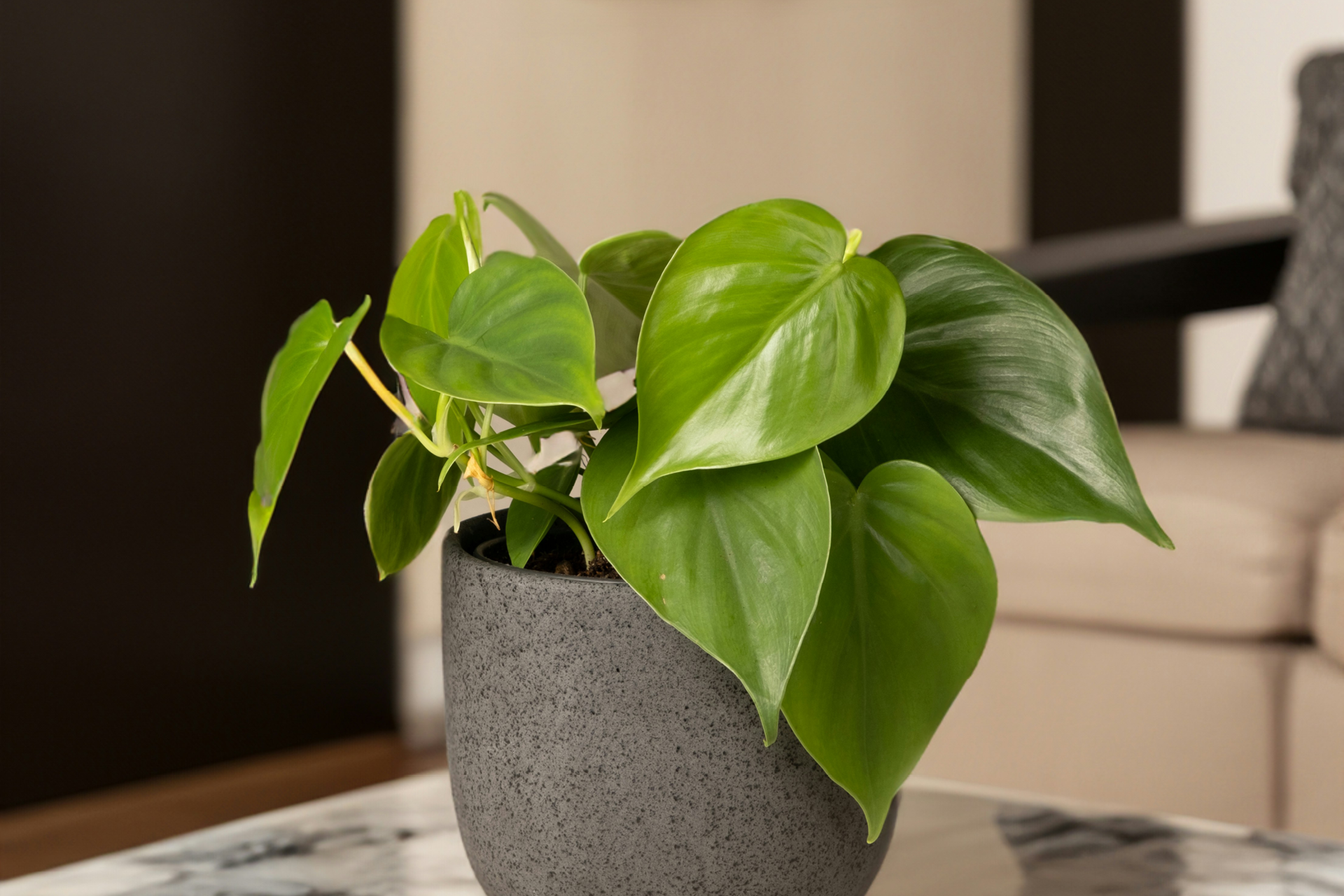 Philodendron Zimmerpflanze Philodendron im Topf