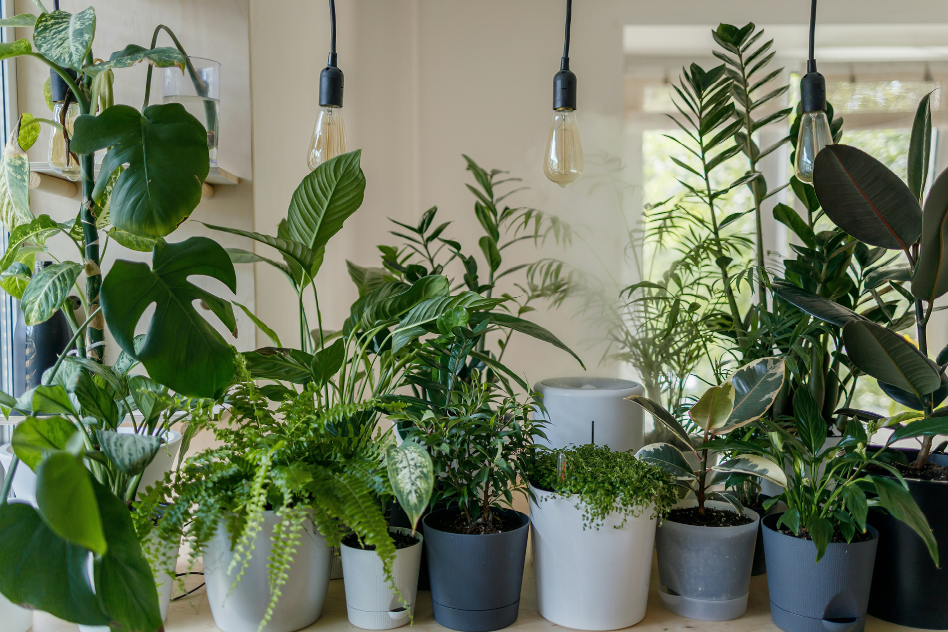 Zimmerpflanzen im hellen Zimmer2 Große Zimmerpflanzen stehen auf einem Tisch