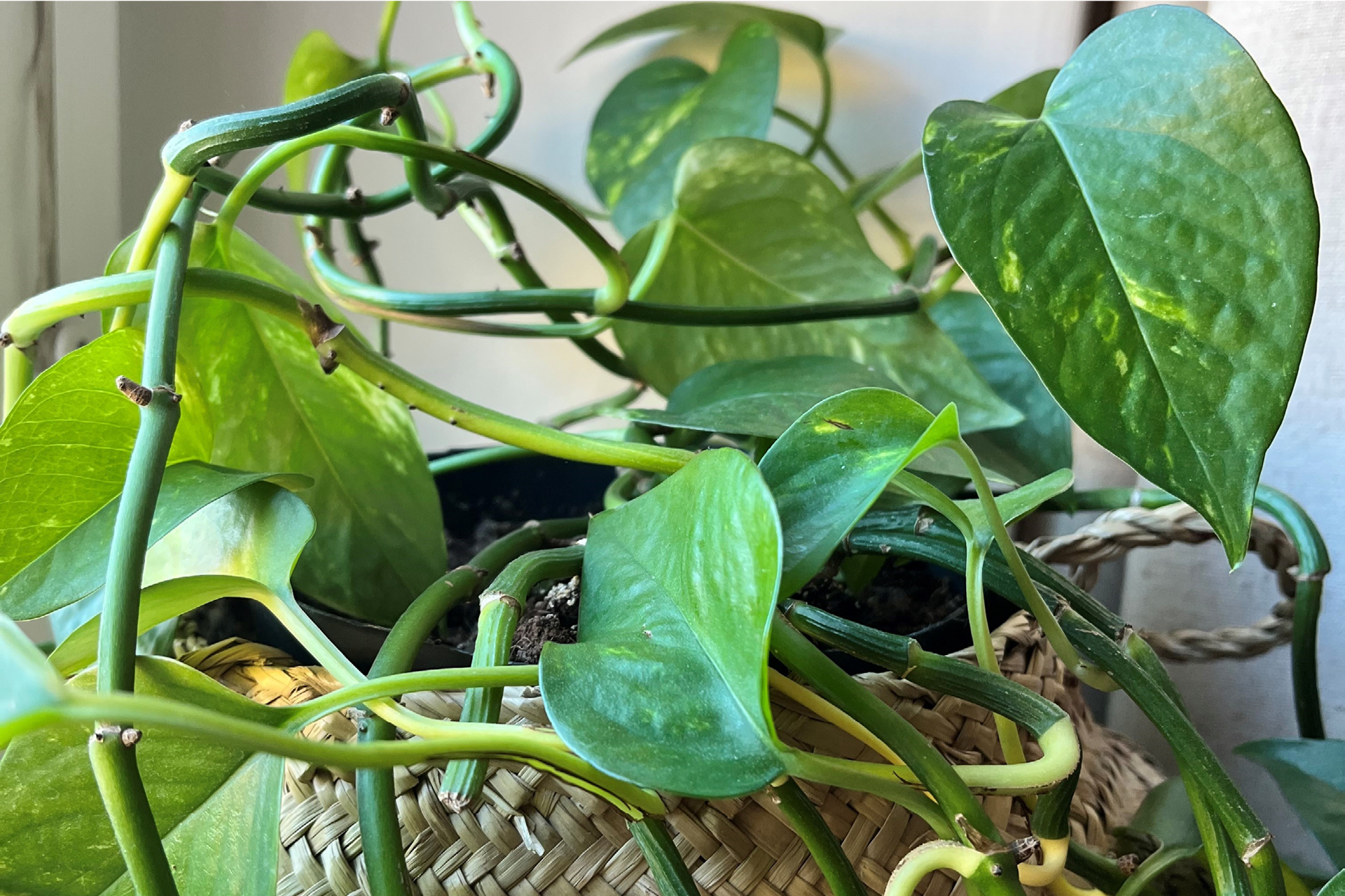 Efeutute Efeutute Pflanze