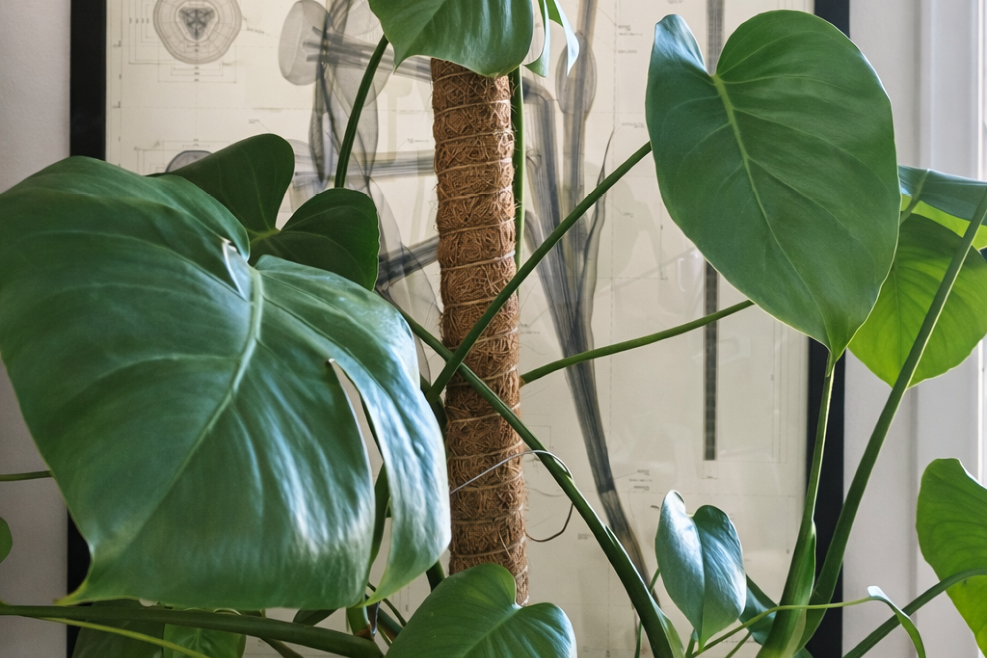 Pflanze Monsterra final Monsterra Pflanze