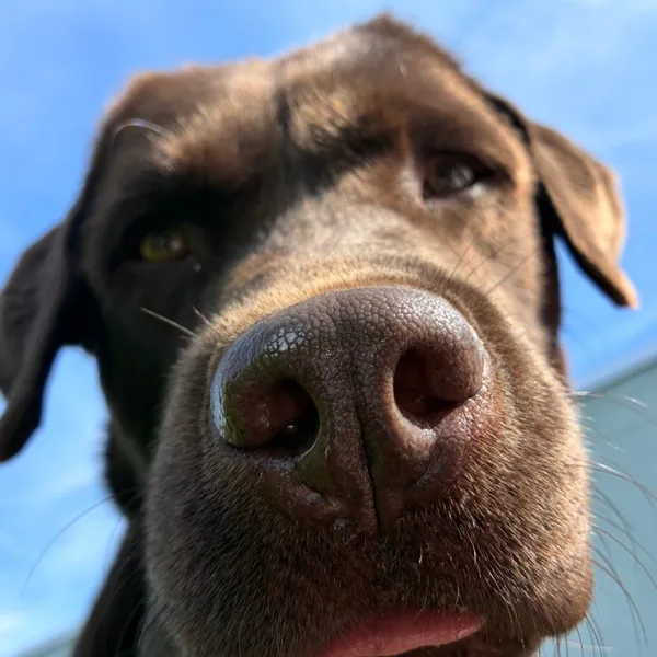 Bürohund Labradorrüde Anton