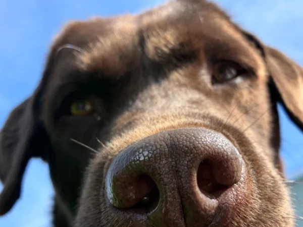 Schokobrauner Labrador Anton Bürohund bei SCHÖNES LEBEN